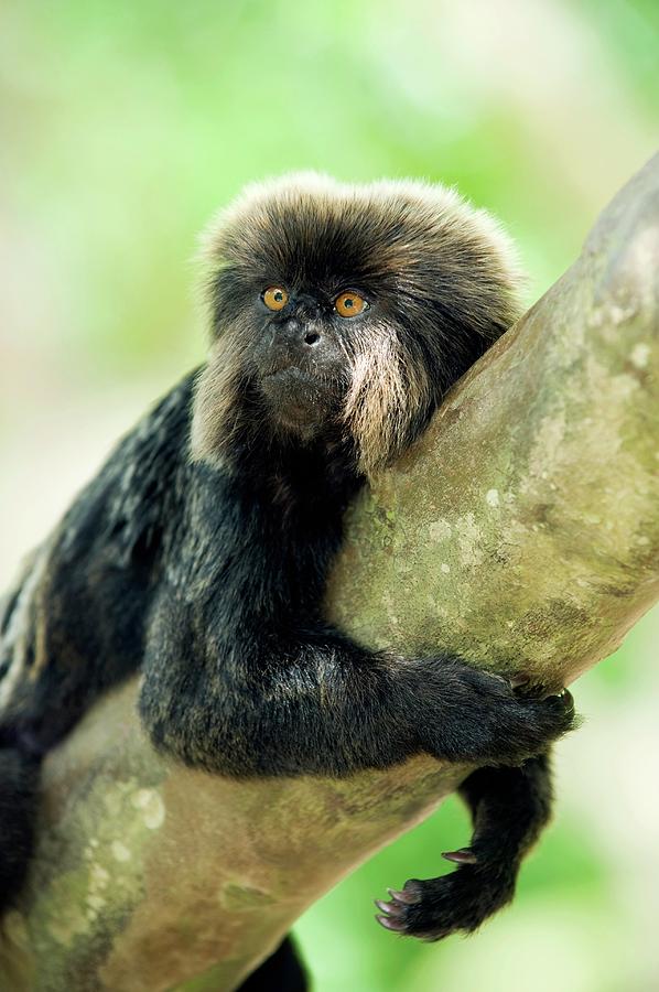 Goeldis Monkey #1 Photograph by Tony Camacho/science Photo Library