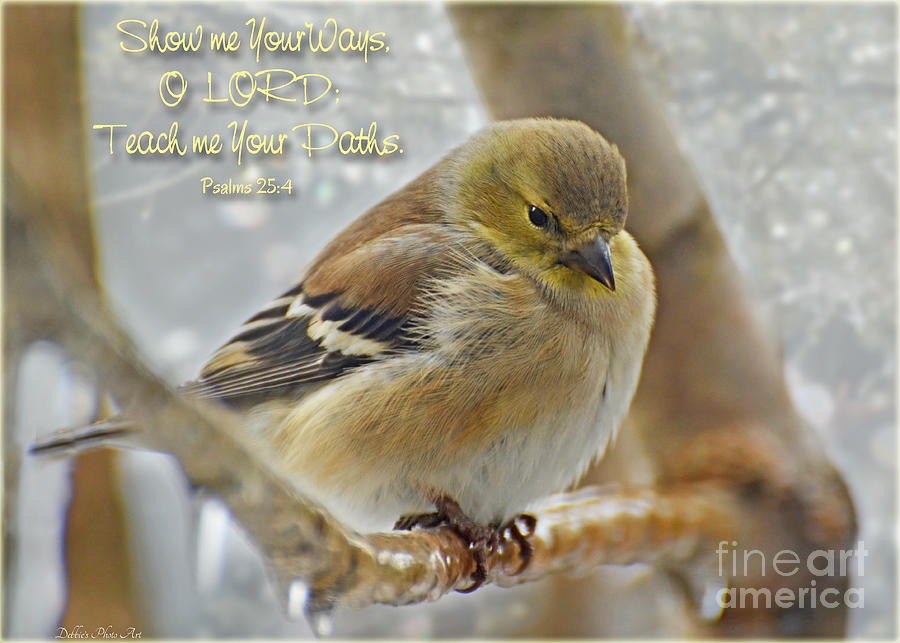 1 Gold finch -Icy perch with verse Photograph by Debbie Portwood