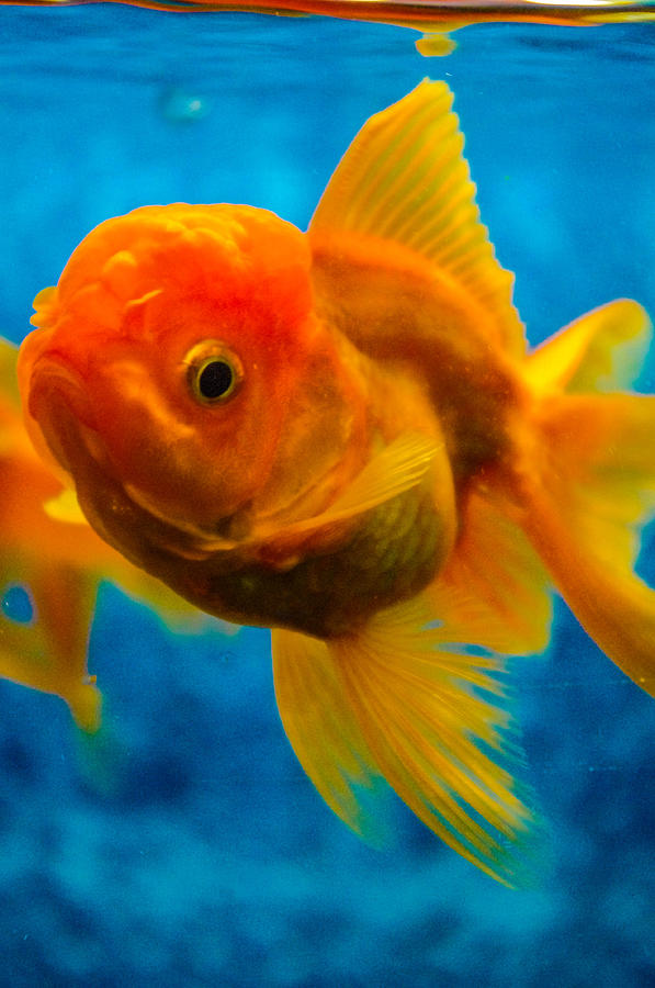 Gold Fish #1 Photograph by Gerald Kloss