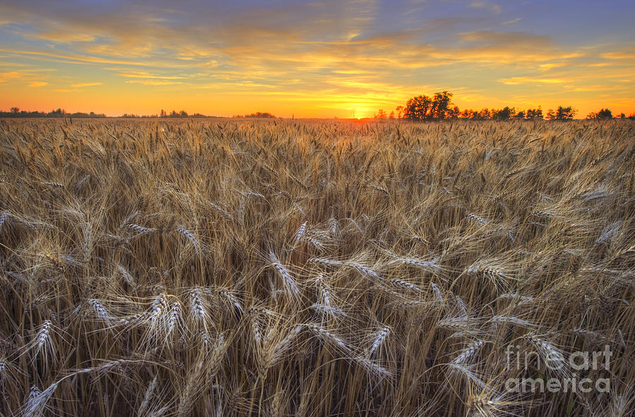 Golden Barley Photograph by Dan Jurak
