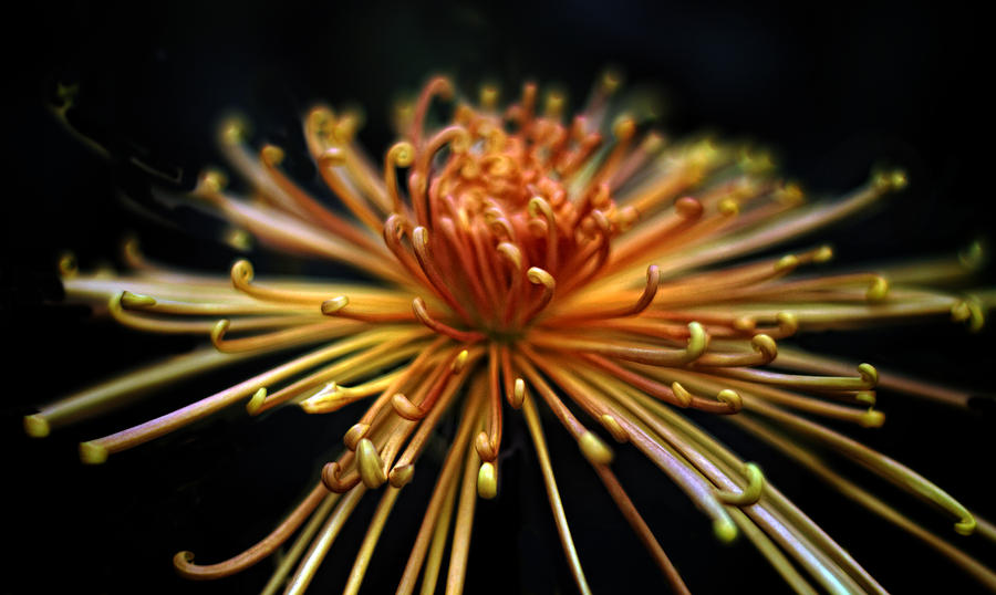 Golden Chrysanthemum #1 Photograph by Jessica Jenney