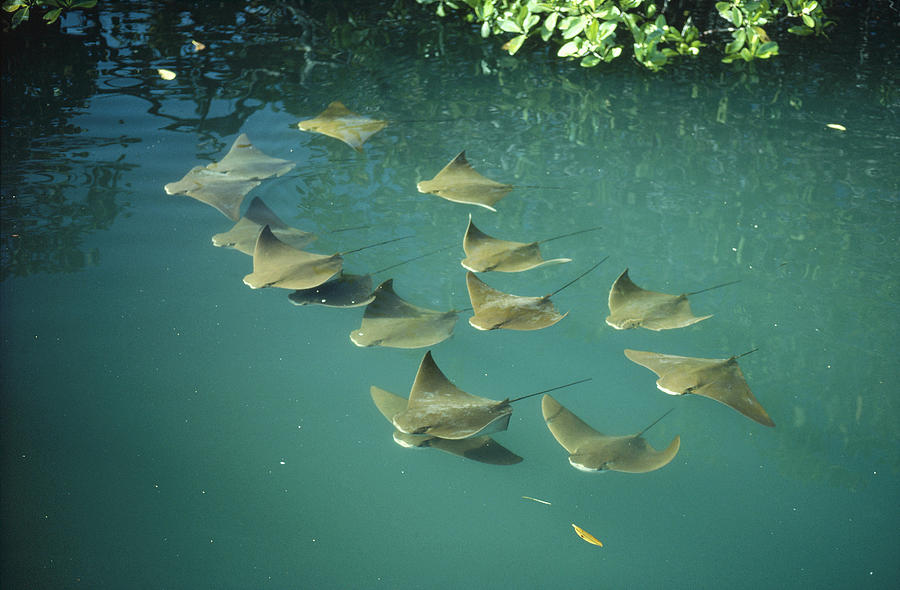 Golden Cownose Rays Schooling Galapagos #1 Photograph by Tui De Roy