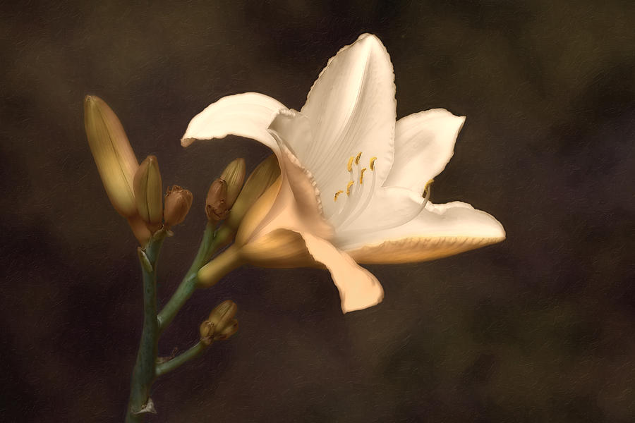 Lily Photograph - Golden Daylily #1 by Tom Mc Nemar