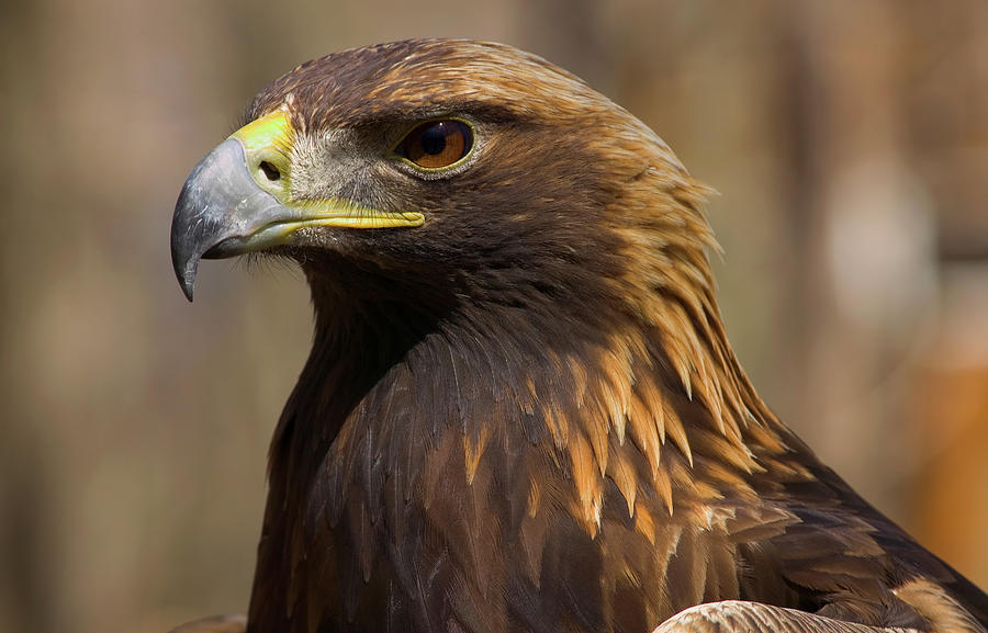 Golden Eagle Aquila Chrysaetos Photograph by Animal Images - Pixels