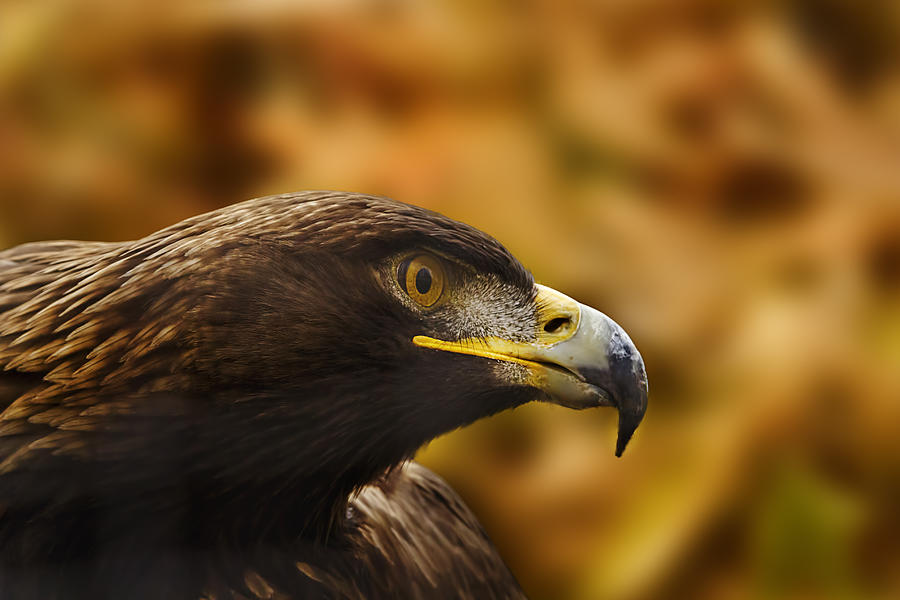 Golden Eagle  #1 Photograph by Brian Cross