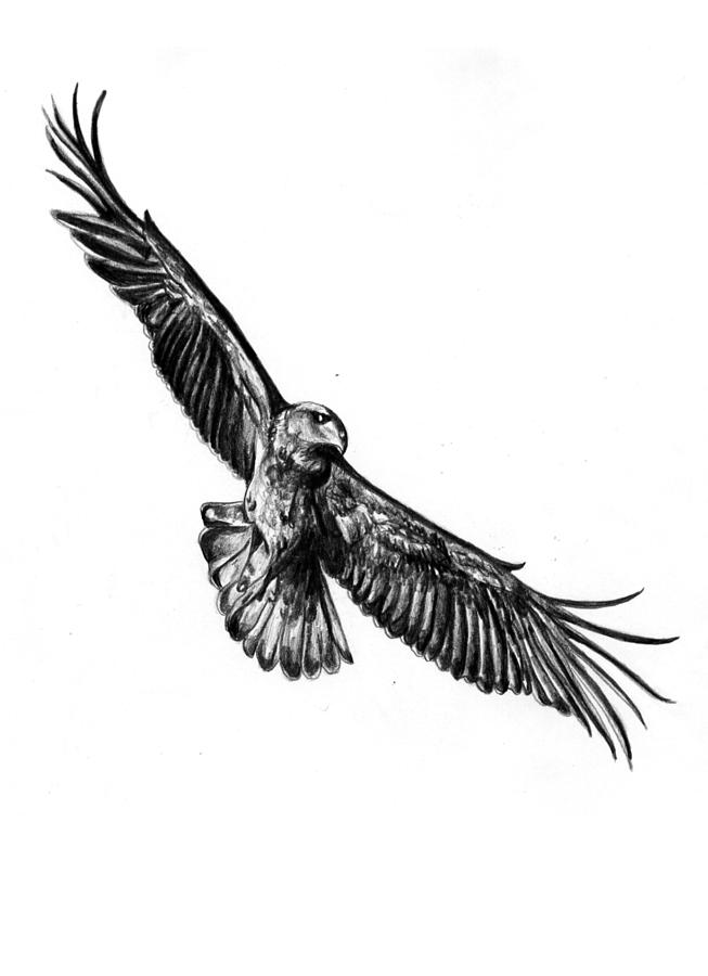 eagle flying pencil drawing