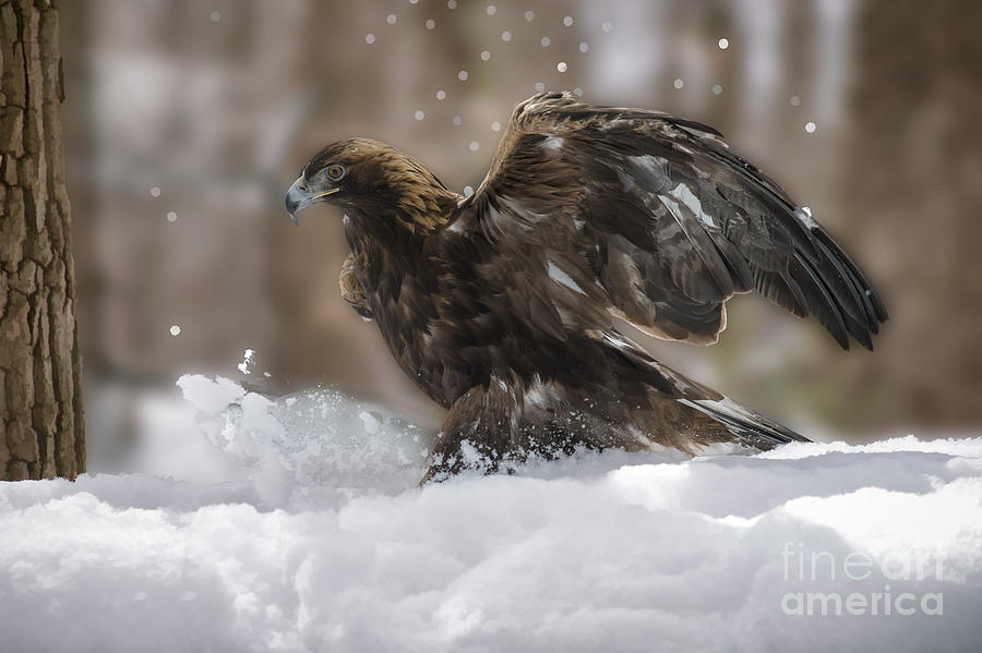 Golden eagle kicking up some snow   ...paintography #1 Photograph by Dan Friend
