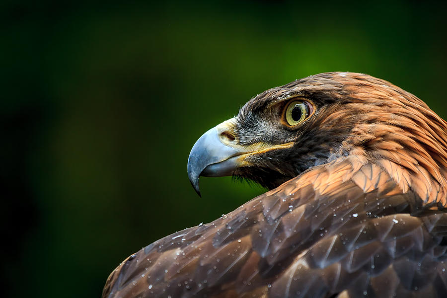 Golden Eagle #1 Photograph by Mark Steven Houser
