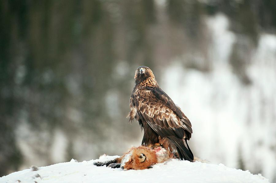 Golden Eagle With Its Prey Photograph by Dr P. Marazzi/science Photo