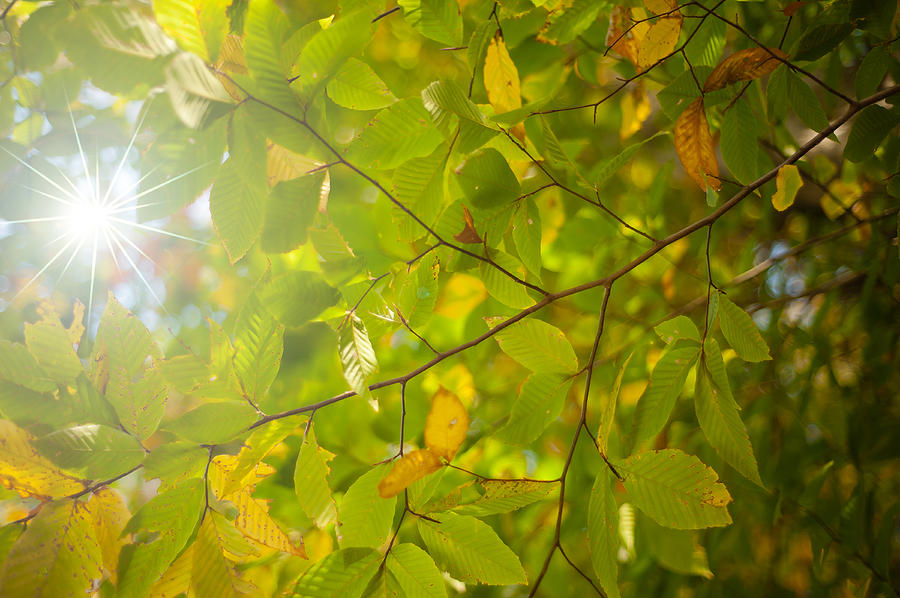 Golden Fall Leaves #1 Photograph by Joye Ardyn Durham