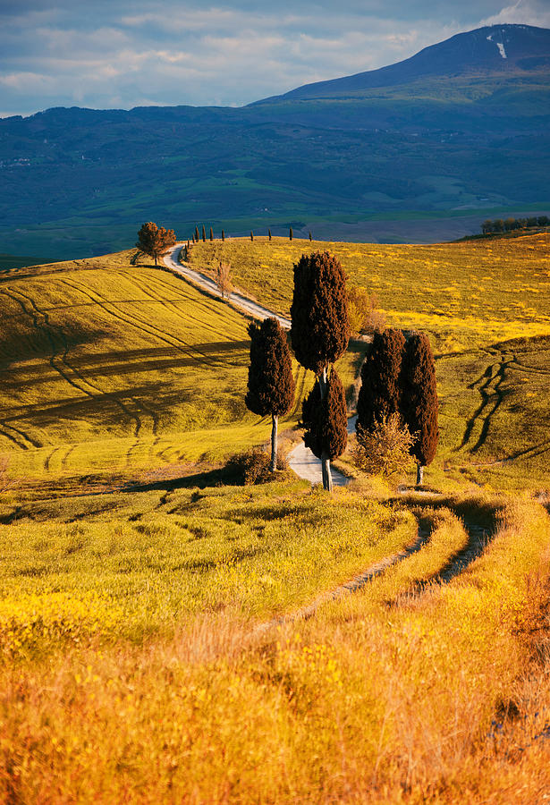 Golden fields of Toscany Photograph by Jaroslaw Blaminsky