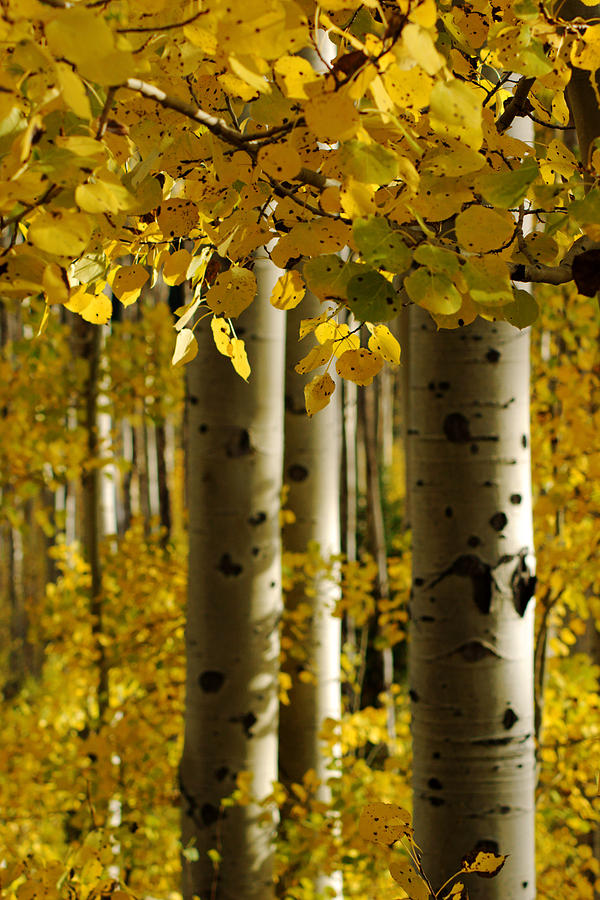 Golden Forest of Aspen Trees No.3 Photograph by Daniel Woodrum