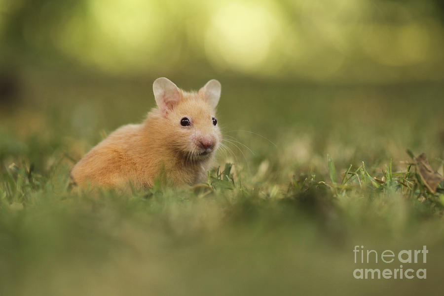 Golden Hamster #1 Photograph by Alon Meir
