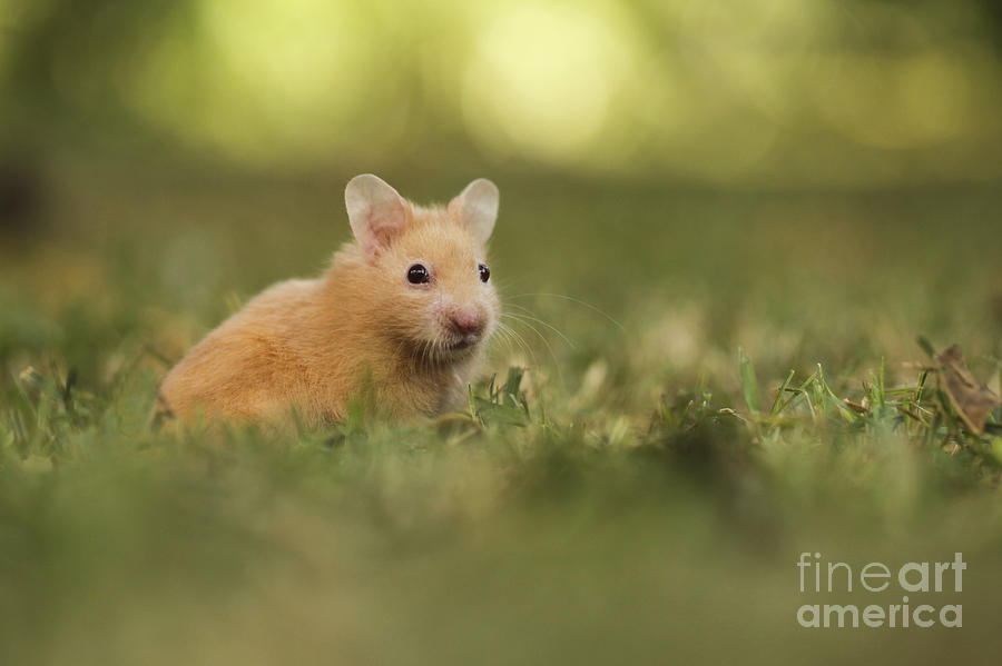 Golden Hamster Poster by Alon Meir - Fine Art America