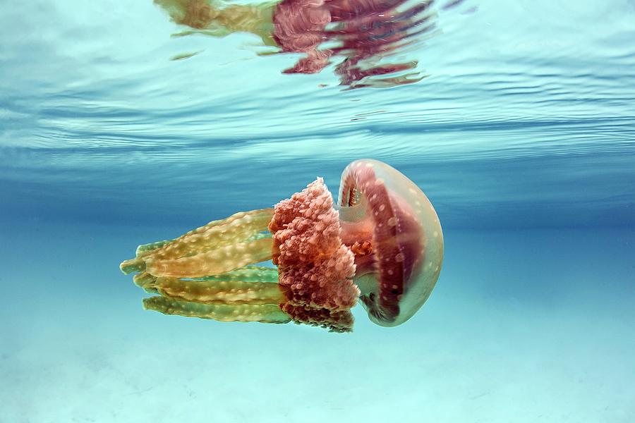 Nature Photograph - Golden Jellyfish #1 by Ethan Daniels