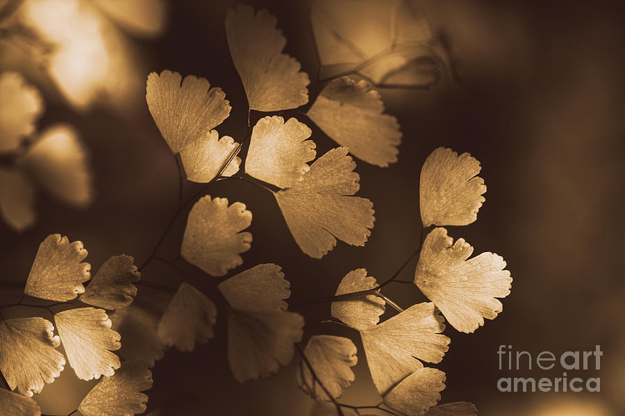 Golden leaves hanging from a plant in autumn #1 Photograph by Jorgo Photography
