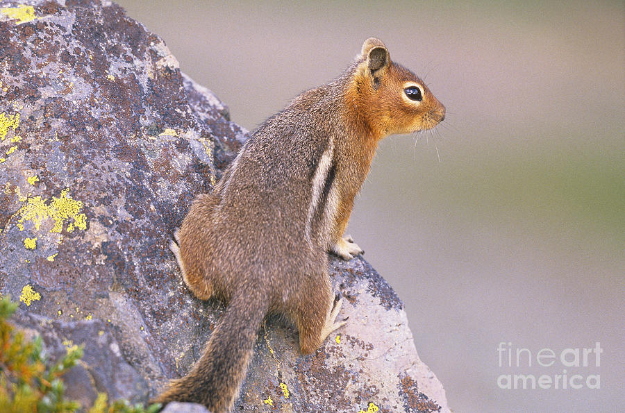 Squirrel Photograph - Golden-mantled Ground Squirrel #1 by Art Wolfe