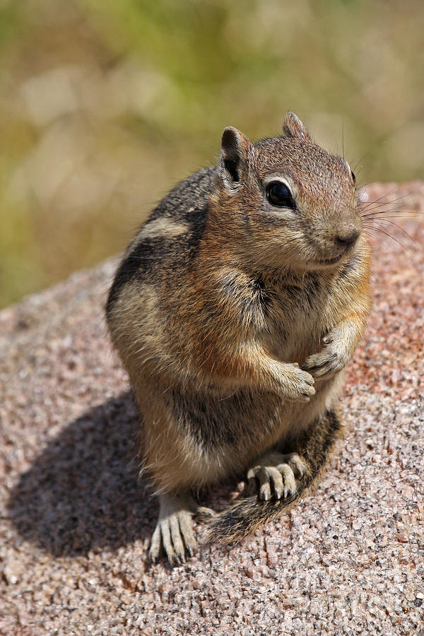 Golden Mantled Ground Squirrel #1 Photograph by Fred Stearns