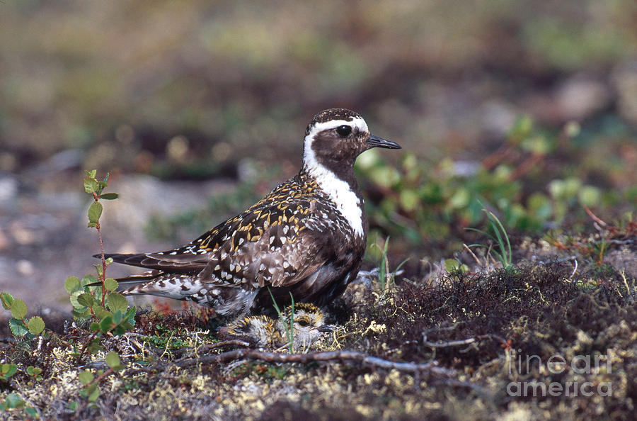 Golden Plovers #1 Photograph by William H. Mullins