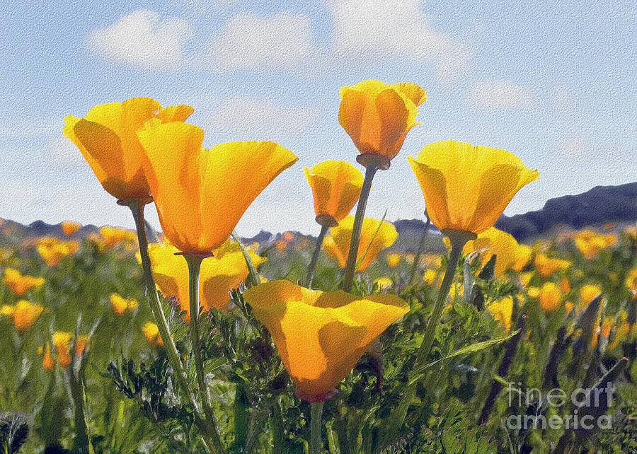 Golden Poppies impasto #1 Photograph by Sharon Foster