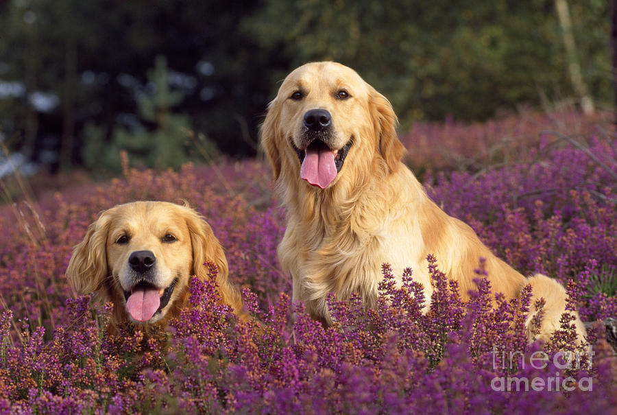 Golden Retriever Dogs In Heather #1 Photograph by John Daniels