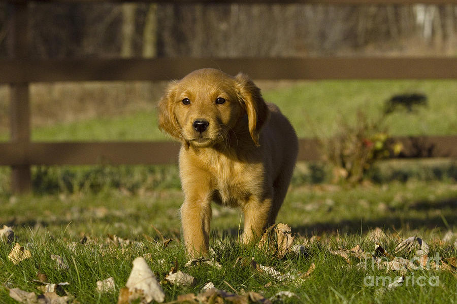 Golden Retriever Pup #1 Photograph by Linda Freshwaters Arndt