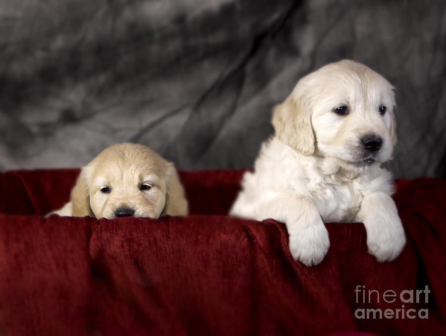 Golden retriever puppies #1 Photograph by Ang El