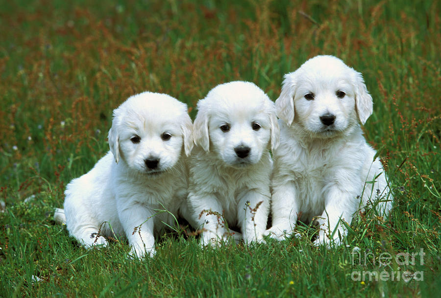 Dog Photograph - Golden Retriever Puppies #2 by Jean-Michel Labat