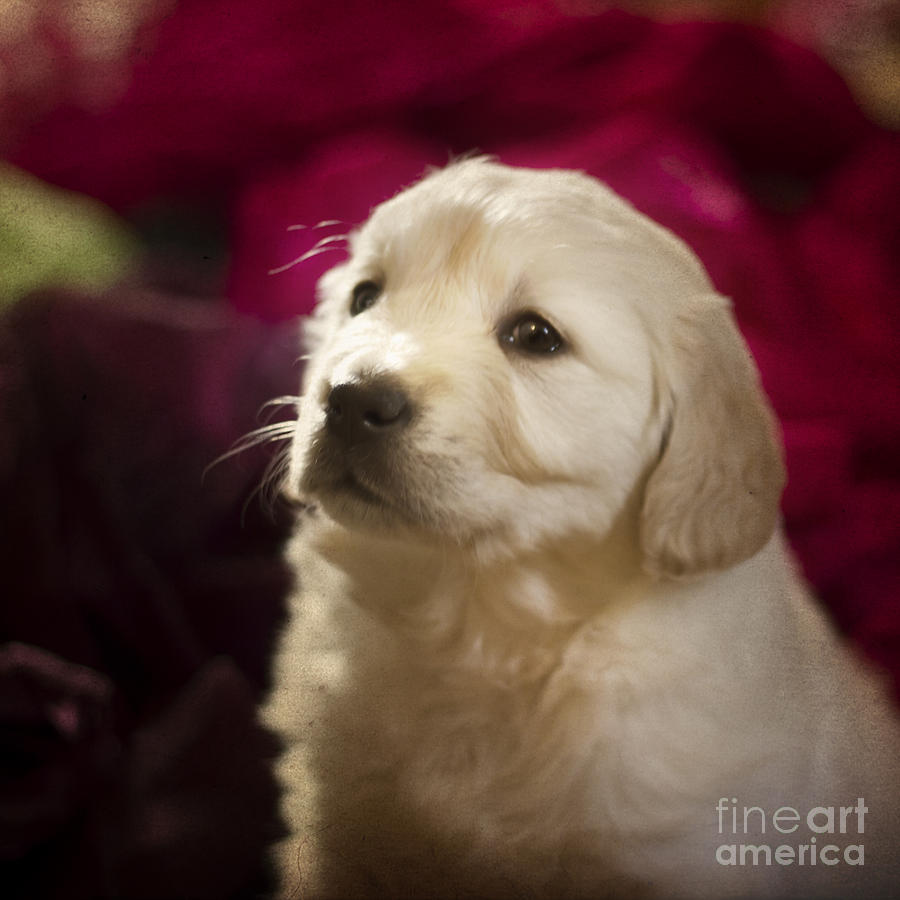 Golden Retriever Puppy Photograph