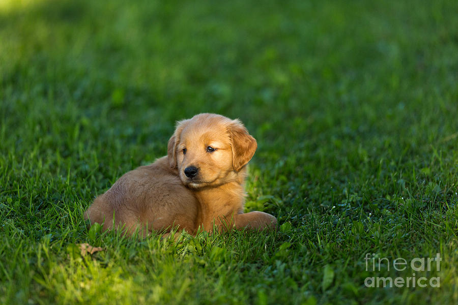 Golden Retriever Puppy #1 Photograph by Linda Freshwaters Arndt