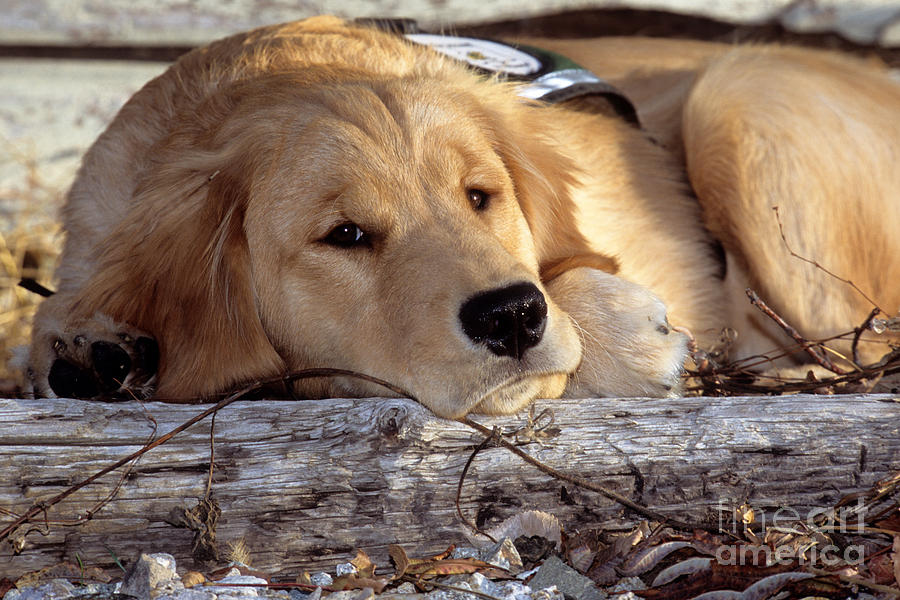 Golden Retriever Puppy #1 Photograph by William H. Mullins