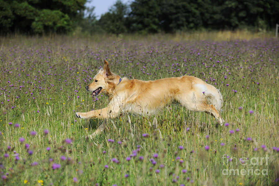 Mammal Photograph - Golden Retriever Running #1 by John Daniels