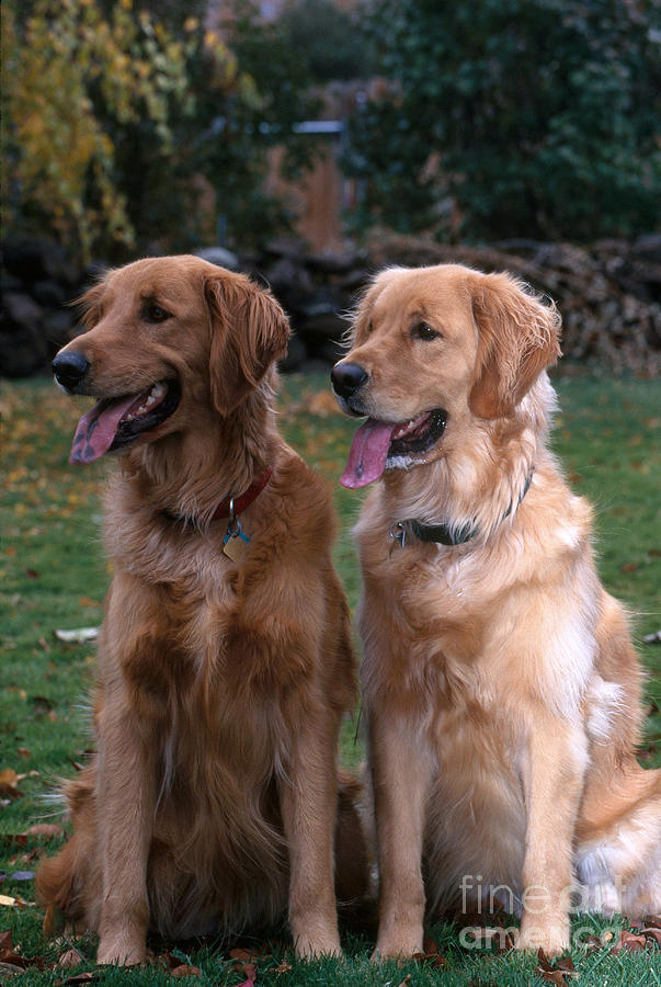 Golden Retrievers #1 Photograph by William H. Mullins