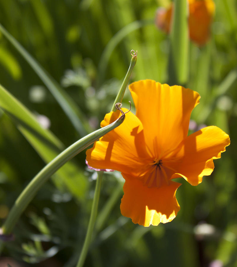 Golden Rod Photograph by Paige White | Fine Art America