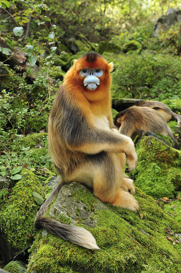 Golden Snub-nosed Monkey Male China Photograph by Thomas Marent