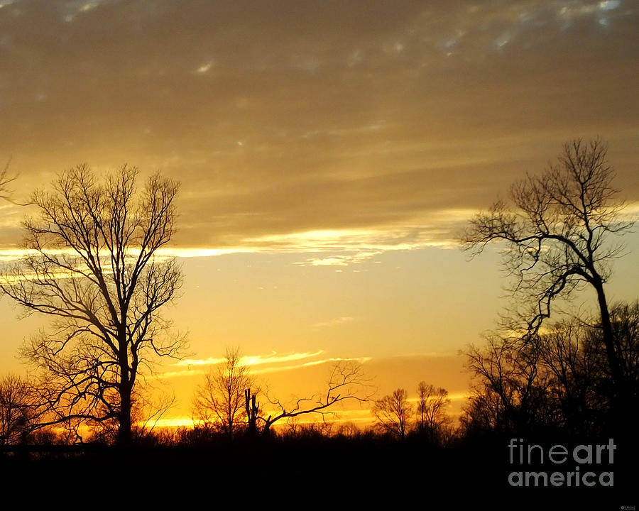 Golden Sunset 61 #1 Photograph by Lizi Beard-Ward