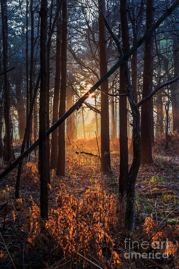 Fall Photograph - Golden Sunset Through Trees #1 by Chris Blake