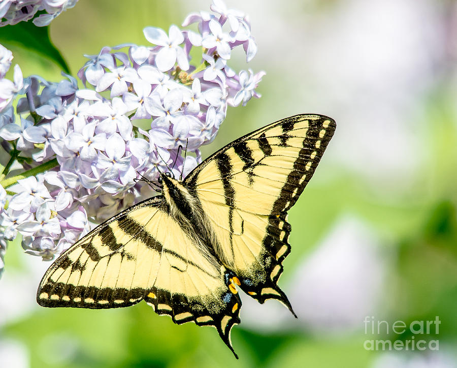 Golden Swallowtail #1 Photograph by Cheryl Baxter