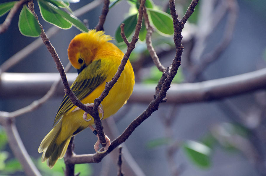 Bird Photograph - Golden Weaver #1 by Cheryl Cencich