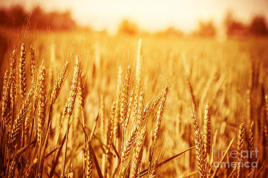 Golden wheat field #1 Photograph by Anna Om