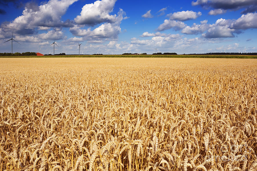 Nature Photograph - Golden wheat field #1 by Sara Winter