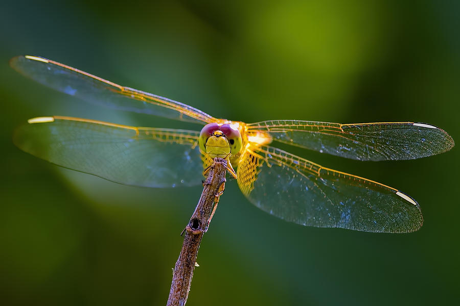 Golden wing #1 Photograph by Bill Dodsworth