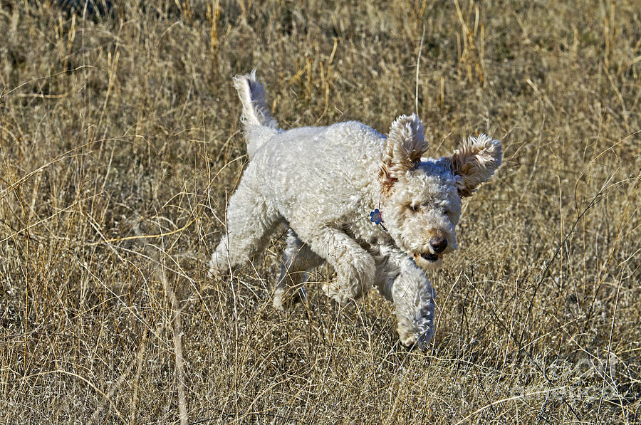 Nature Photograph - Goldendoodle Running #1 by William H. Mullins