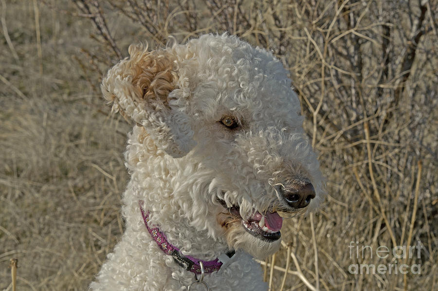 Nature Photograph - Goldendoodle #1 by William H. Mullins