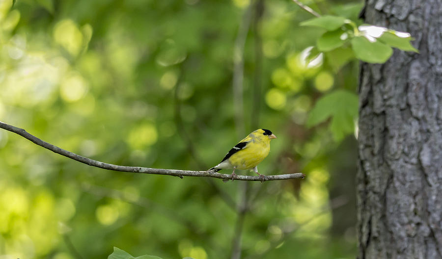 Goldfinch #1 Photograph by David Kay