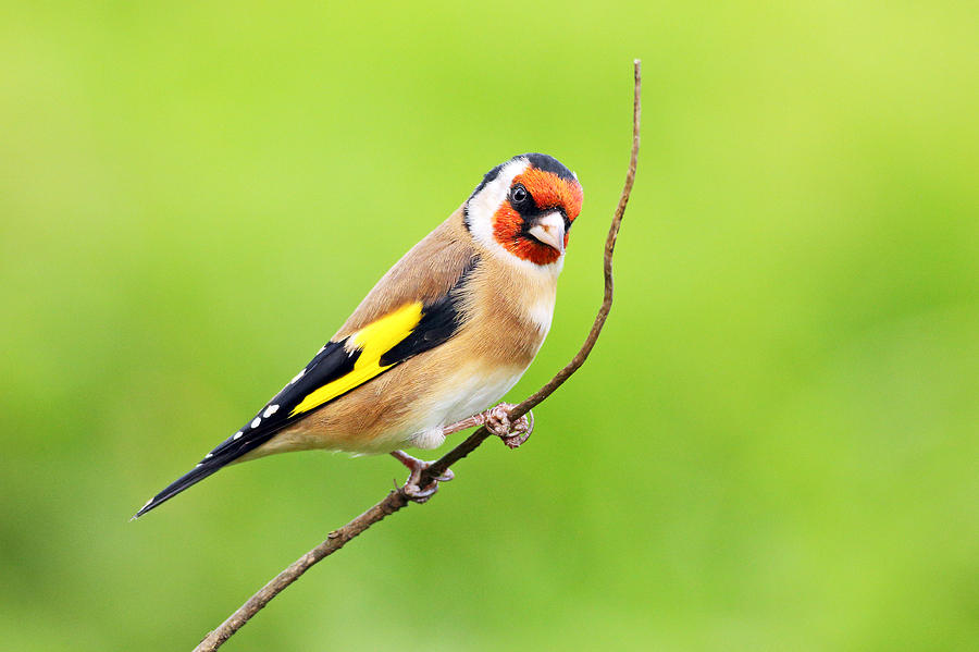 Goldfinch #1 Photograph by Grant Glendinning
