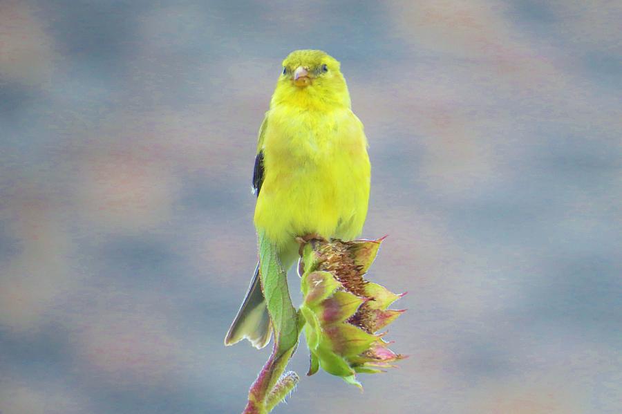 Goldfinch on Sunflower #1 Photograph by Jeanette Oberholtzer