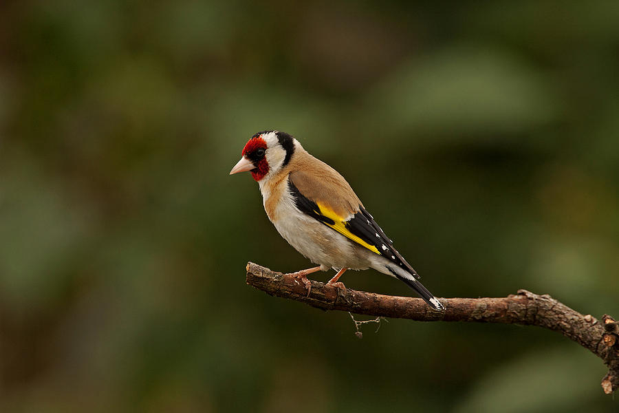 Goldfinch #1 Photograph by Paul Scoullar