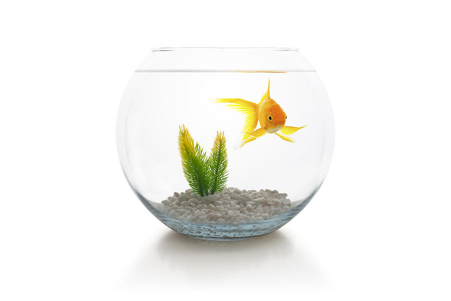 Goldfish in bowl #1 Photograph by Dem10