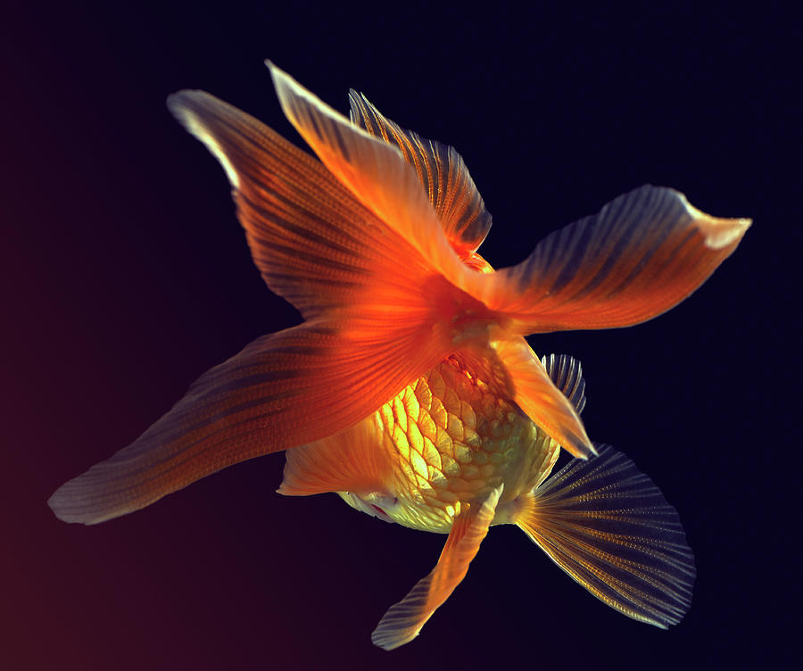 Goldfish #1 Photograph by Mark Mawson